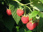 Himbeeren - ohne Wurm!